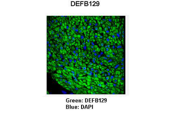 DEFB129 antibody