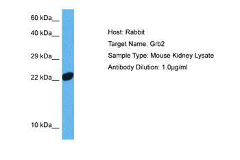 GRB2 antibody