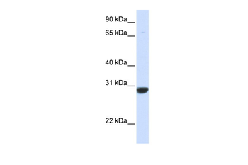 PNPO antibody