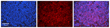 Beclin 1 antibody