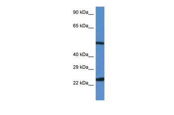 Beclin 1 antibody