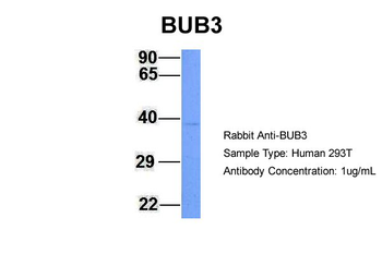 BUB3 antibody