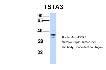 TSTA3 antibody