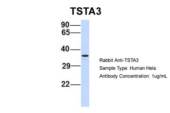 TSTA3 antibody