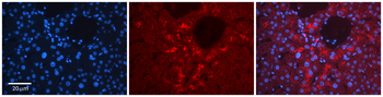 TSTA3 antibody