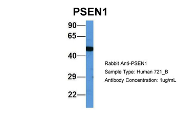 PSEN1 antibody