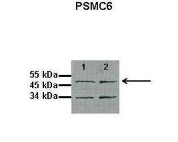 PSMC6 antibody