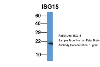 ISG15 antibody