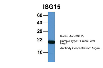 ISG15 antibody