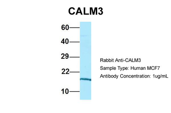 CALM3 antibody