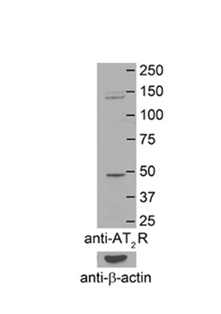 AGTR2 antibody