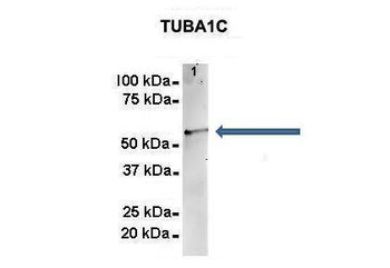 TUBA1C antibody