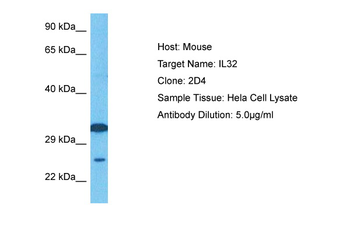 IL32 antibody