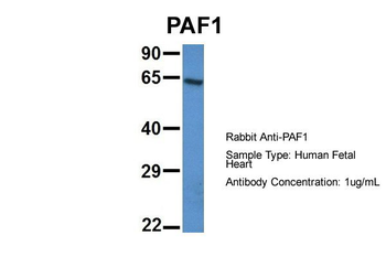 PAF1 antibody