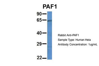 PAF1 antibody