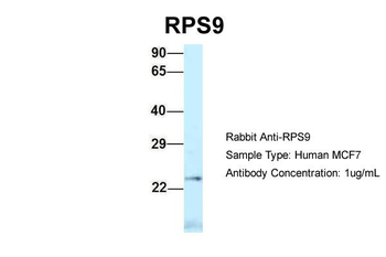 RPS9 antibody