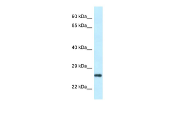 RPS9 antibody