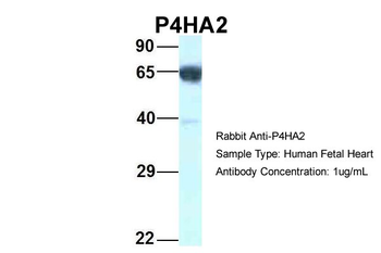 P4HA2 antibody