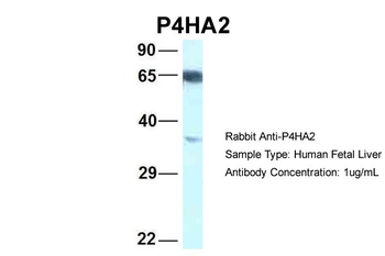 P4HA2 antibody