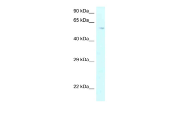 P4HA2 antibody