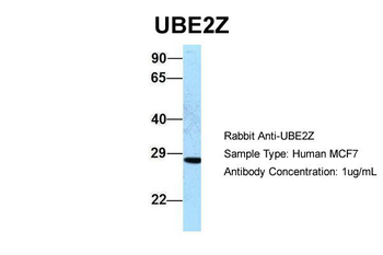 UBE2Z antibody