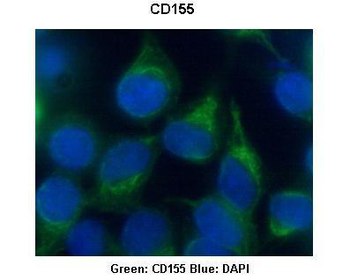 CD155 antibody