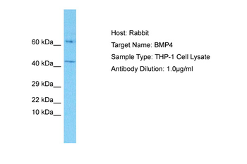 BMP4 antibody