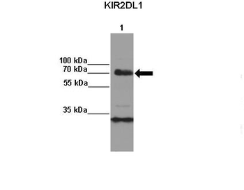 KIR2DL1 antibody