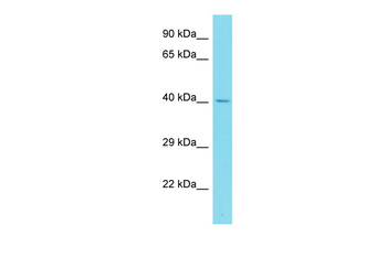 Abi3 antibody