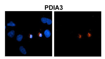 PDIA3 antibody