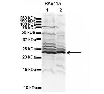 RAB11A antibody
