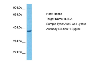 IL3RA antibody