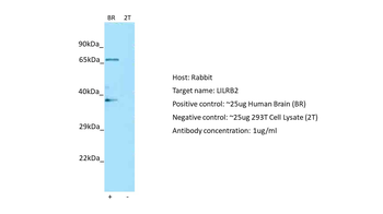 LILRB2 antibody