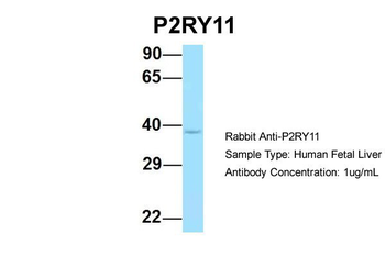 P2RY11 antibody
