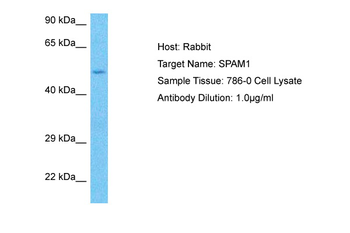 SPAM1 antibody