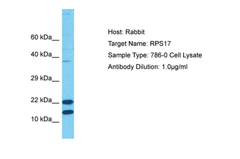 RPS17 antibody