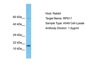 RPS17 antibody
