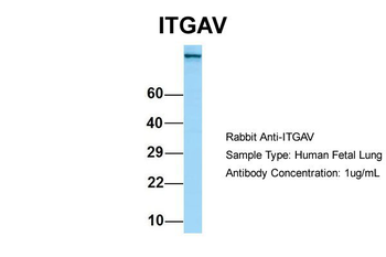 ITGAV antibody
