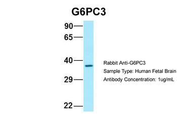 G6PC3 antibody