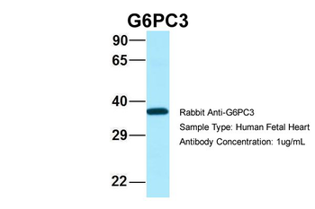 G6PC3 antibody