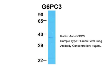 G6PC3 antibody