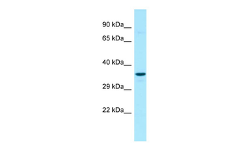 G6PC3 antibody