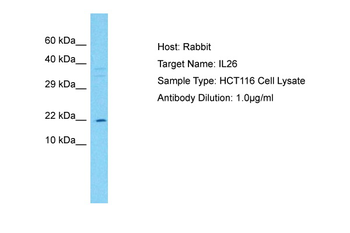IL26 antibody