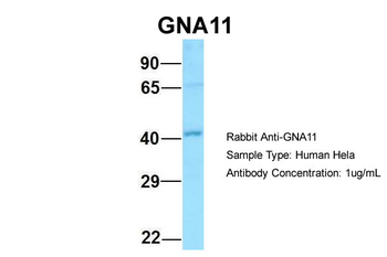 GNA11 antibody