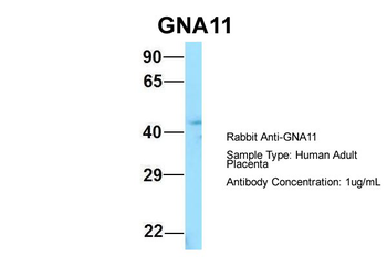 GNA11 antibody