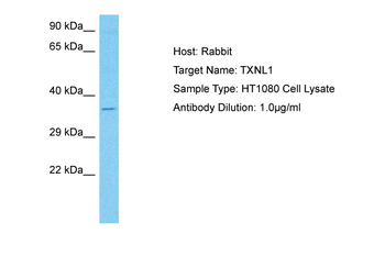 TXNL1 antibody