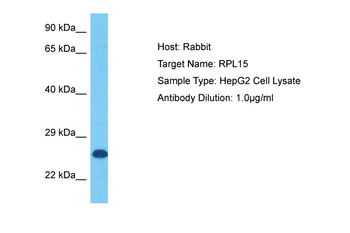 RPL15 antibody