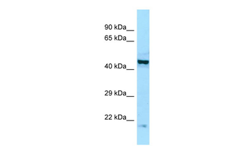 EIF2B2 antibody