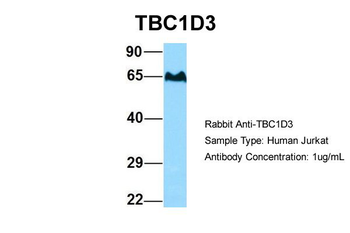 TBC1D3 antibody