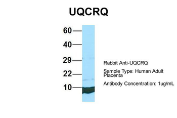 UQCRQ antibody